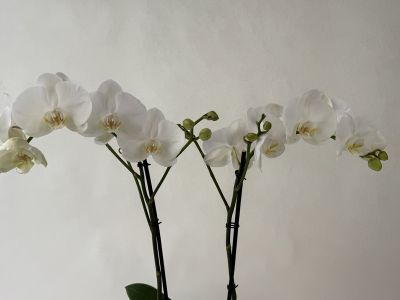 Two upright panicles of the Phalaenopsis Bijoux Crystal orchid display several fully open white flowers with yellow-orange centres. The dark stems also bear a few closed buds, set against a light background.